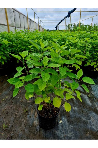 Гортензія деревоподібна Аннабель - 5л/вис.55-65см/Ø30-40см